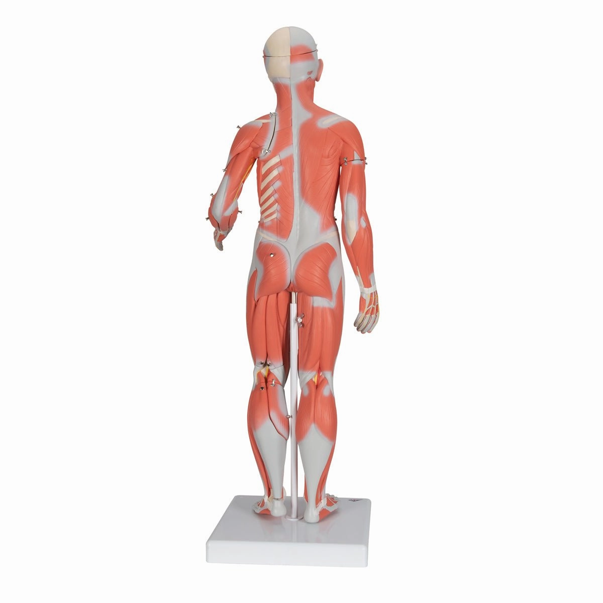 1/2 Life-Size Female Muscular Model Without Internal Organs, 21 part