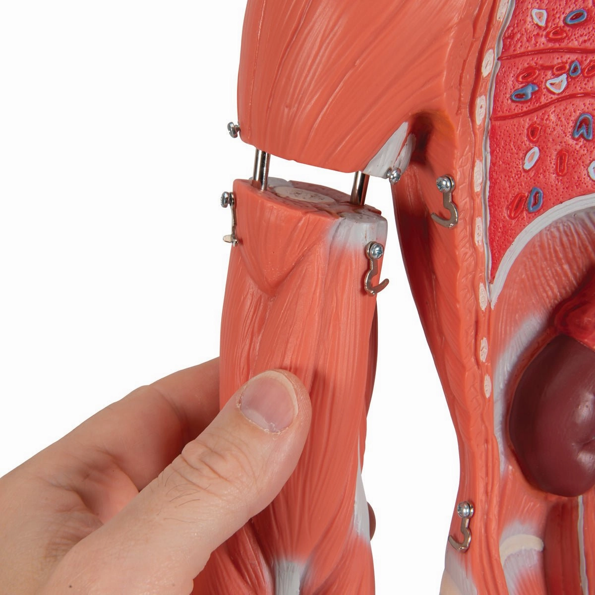 1/2 Life-Size Female Muscular Model Without Internal Organs, 21 part