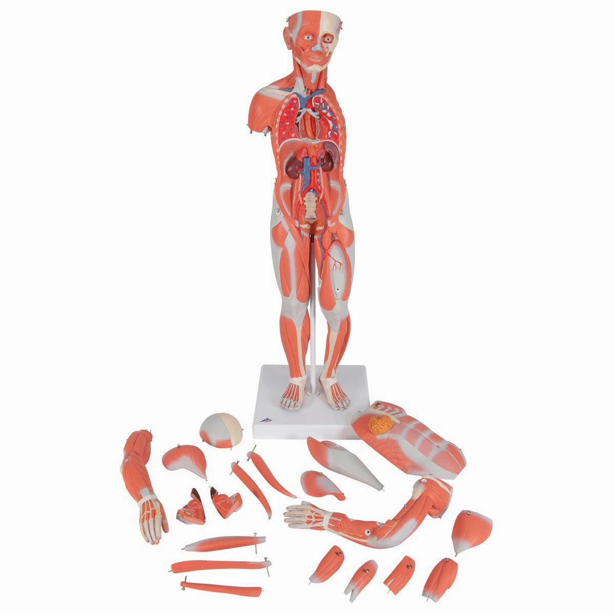 1/2 Life-Size Female Muscular Model Without Internal Organs, 21 part