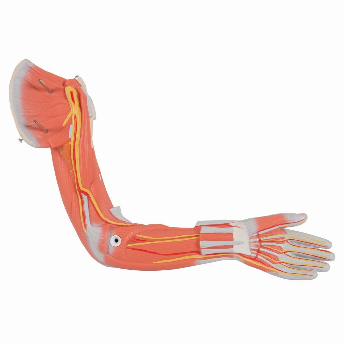 1/2 Life-Size Female Muscular Model Without Internal Organs, 21 part