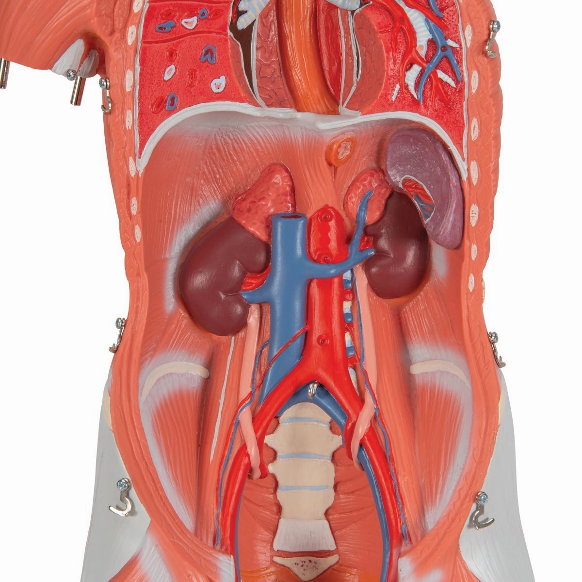 1/2 Life-Size Female Muscular Model Without Internal Organs, 21 part