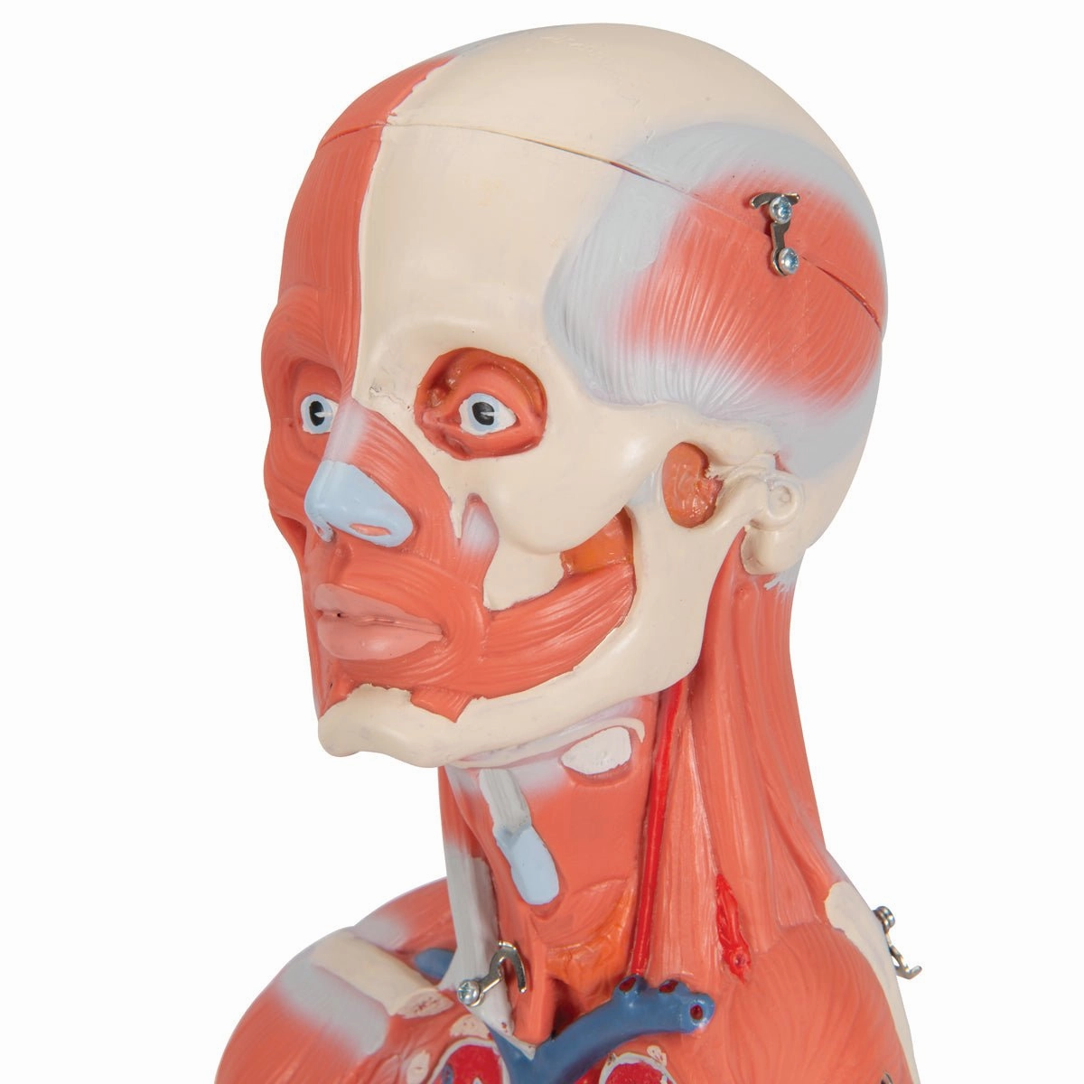 1/2 Life-Size Female Muscular Model Without Internal Organs, 21 part