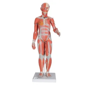 3B Scientific B56 Complete Female Muscular Figure 21-part w/o Organs - 3B Smart Anatomy