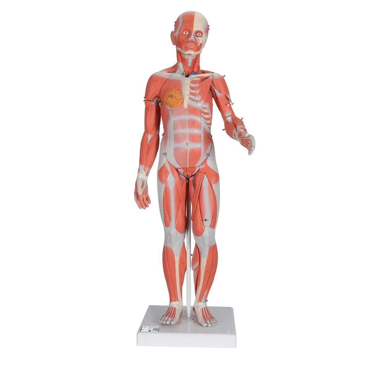 3B Scientific B56 Complete Female Muscular Figure 21-part w/o Organs - 3B Smart Anatomy