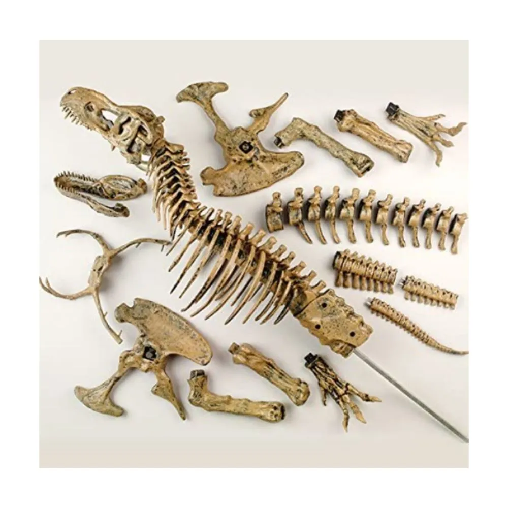 Edu Toys Dinosaur T Rex Skeleton